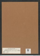 Stictodiscus anceps Castr. (de-Toni-Nr.: Genus 205, Species 5234) Zeichnungen Sammlung Grunow Mappe 05003 (Herbarium_W_Grunow_drawings_Folder_05003)